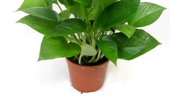 盤點(diǎn)辦公室常見的綠色植物-綠蘿養(yǎng)殖知識(shí)技巧