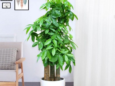深圳企業(yè)辦公室設(shè)計(jì)-綠植租賃【發(fā)財(cái)樹】